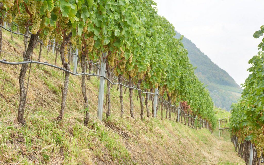 Sauvignon vineyard line Hörtenberg