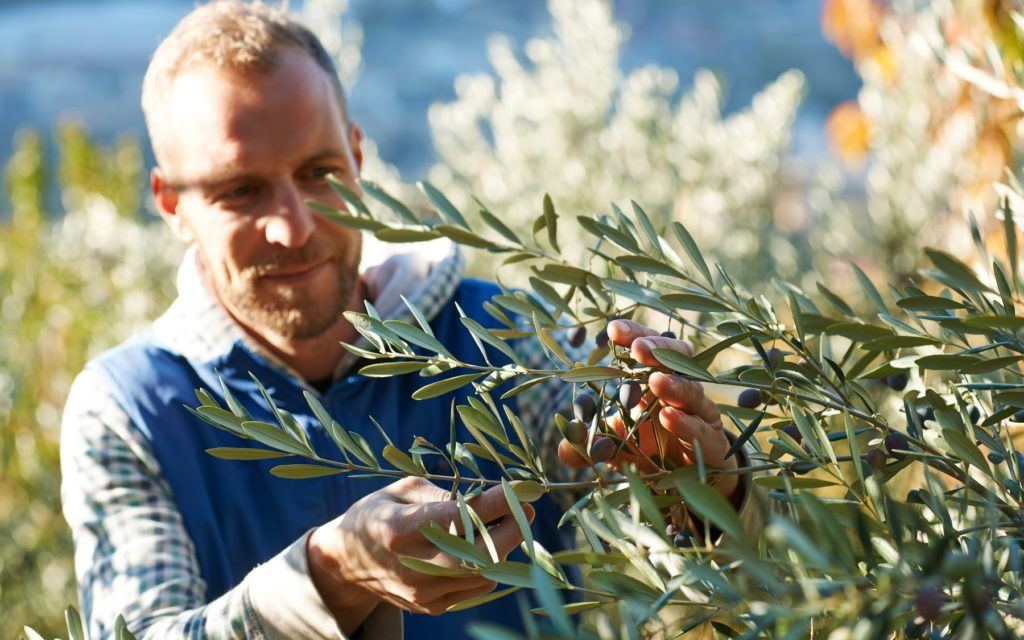 Thomas R. harvesting Olives
